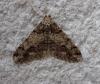 Agriopis leucophaearia